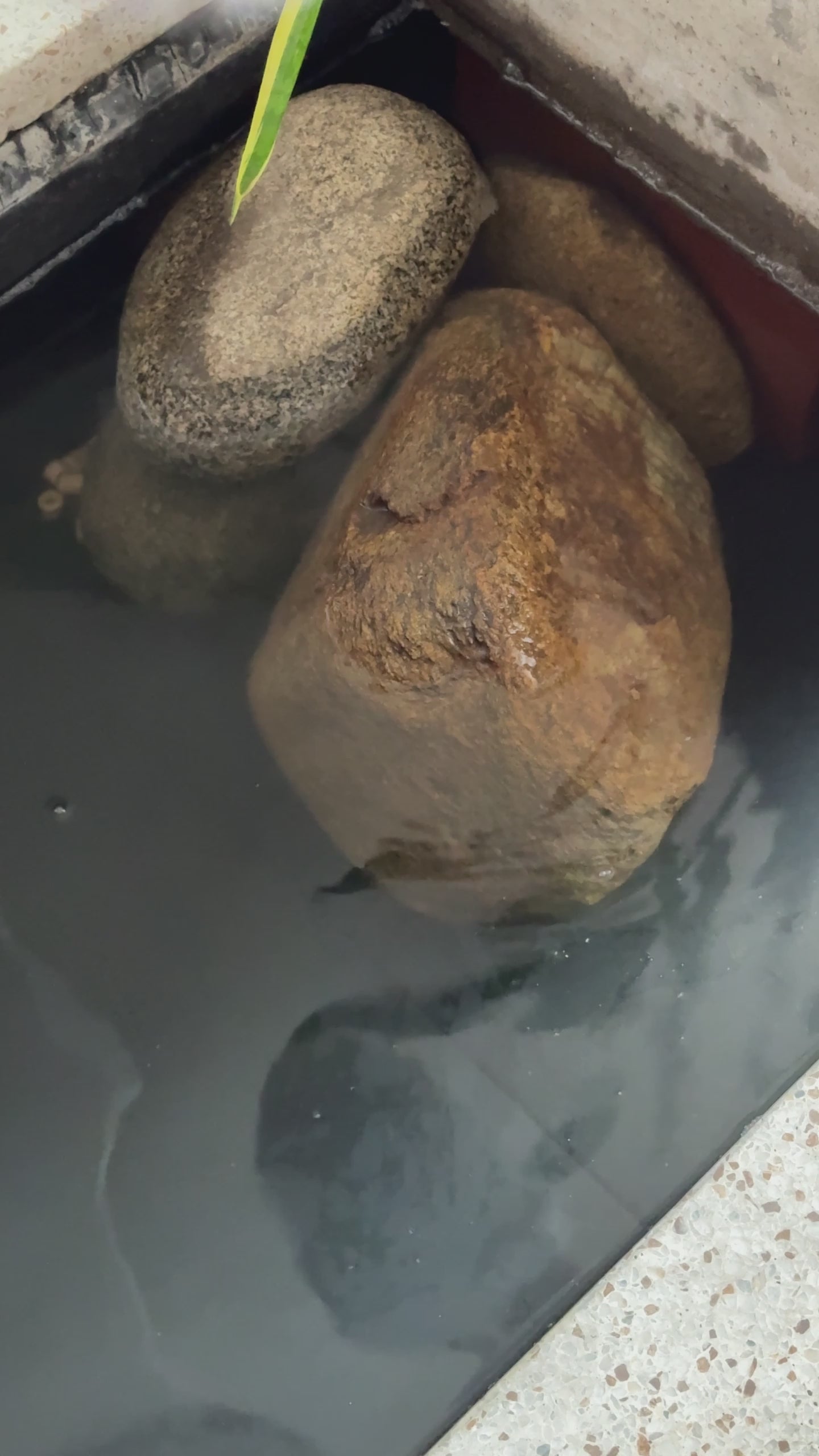 Combo fanáticos de la proteína 💪🥚Eggy  (GRATIS Dry Bag)